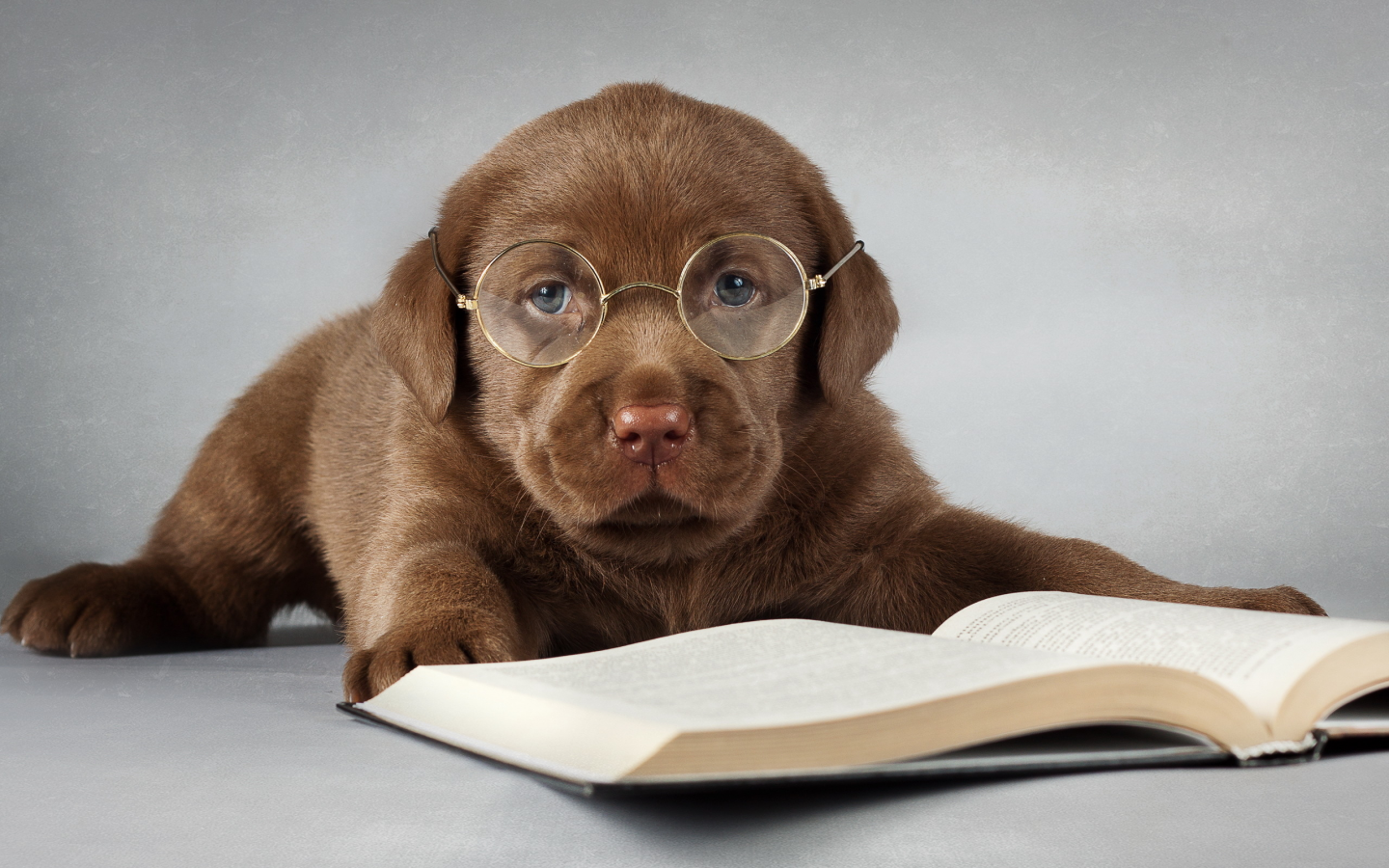 книга, лабрадор, друг, собака, очки