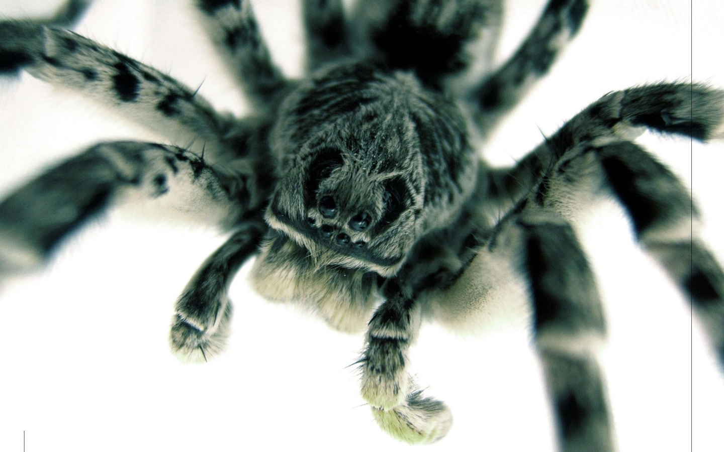 паук, тарантул