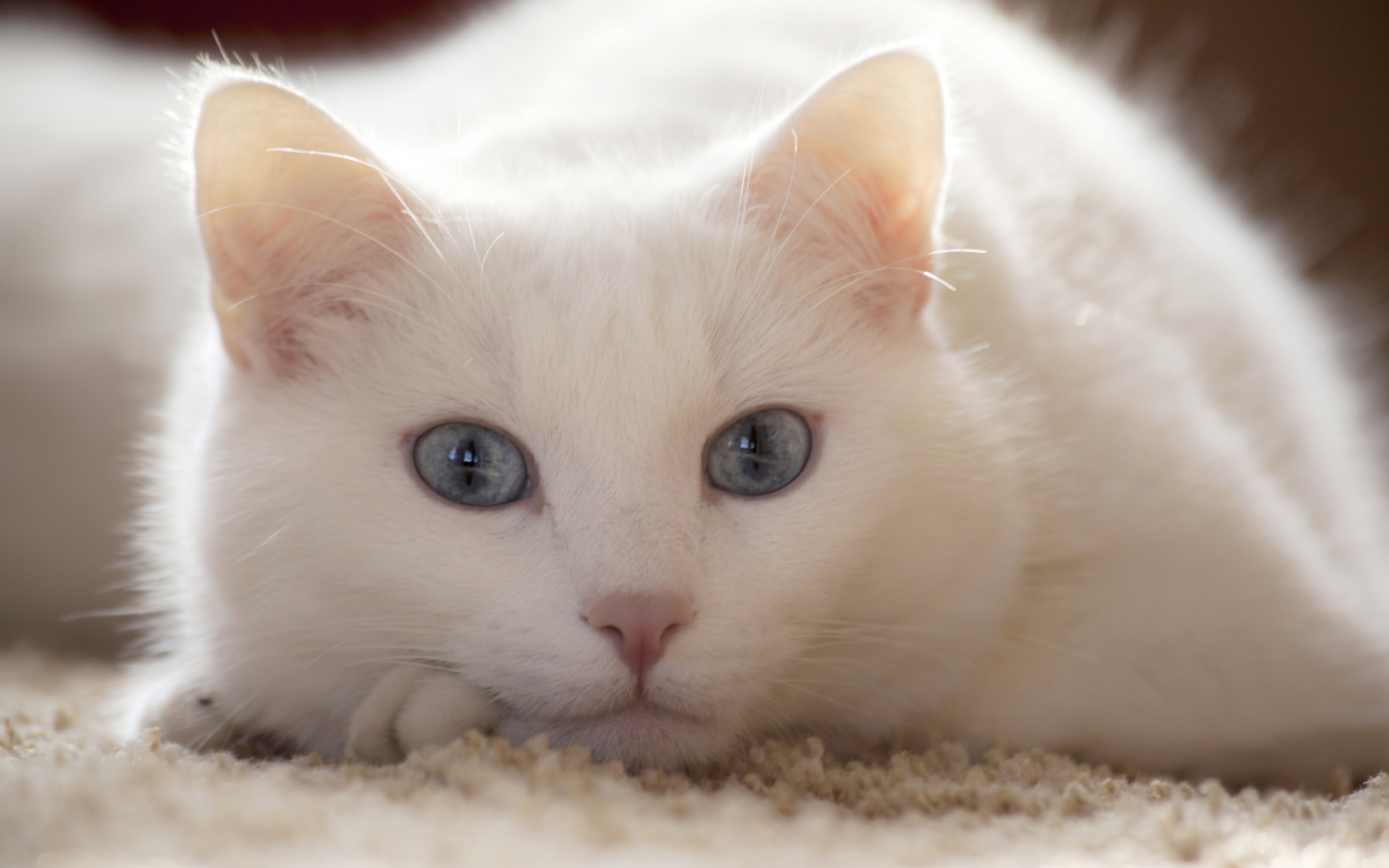  смотрит, лежит, кот, белый, взгляд