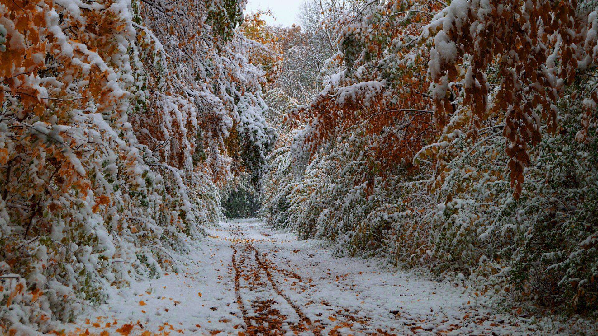 октябрь, деревья, дорога, первый снег, листья, осень