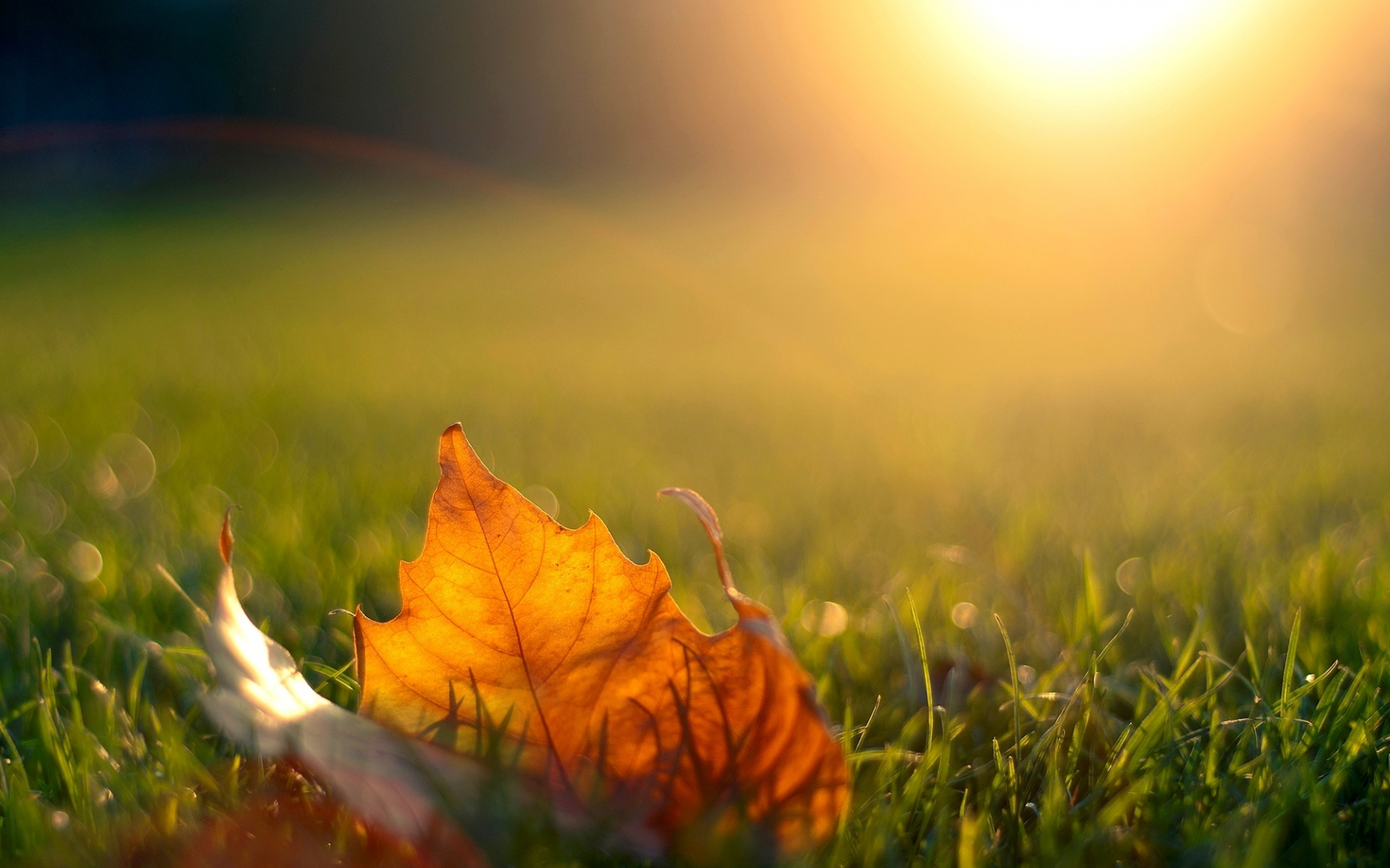 лист, свет, вечер, солнце, закат, кленовый, осень, трава