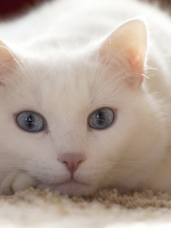  смотрит, лежит, кот, белый, взгляд