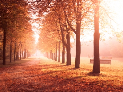 дорога, желтые, осень, аллея, листья, парк, деревья