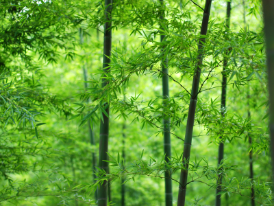 лес, ствол, бамбук, листья