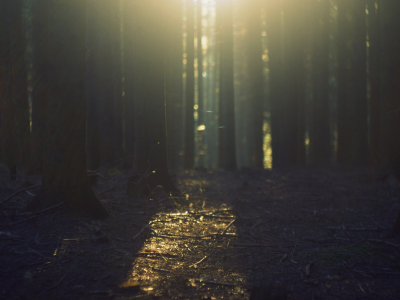 солнце, лучи, trees, tree, дерево. деревья, leave, свет, природа