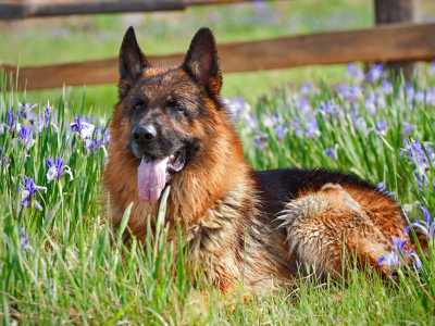 немецкая овчарка, собака, цветы
