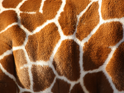 color, skin, giraffe, white, brown, pattern