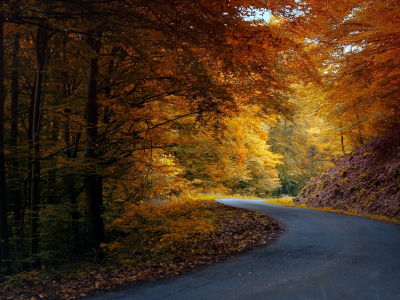 осень, деревья, листья, асфальт, дорога, лес, природа