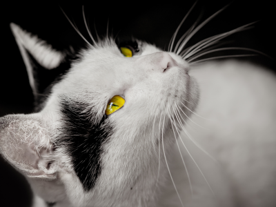 желтые, глаза, белая, взгляд, черные пятна, кошка