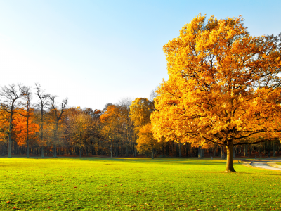 beautiful, scenic, autumn trees , nature, grass.road, garden, panorama , green field, landscape