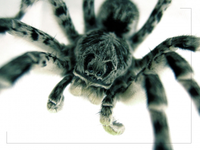 паук, тарантул