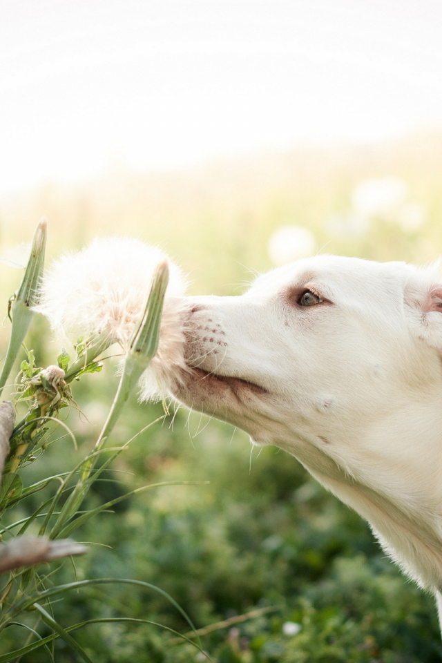 собака, поле, цветок, лето