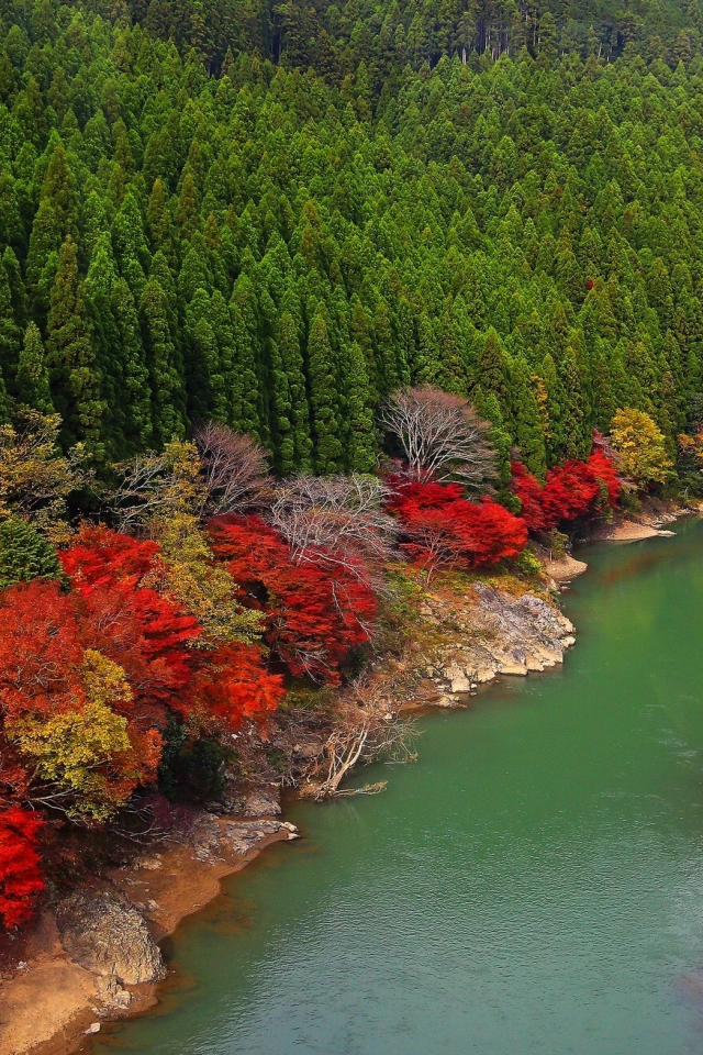 лес, arashiyama, река, kyoto, oi river, japan, деревья, япония