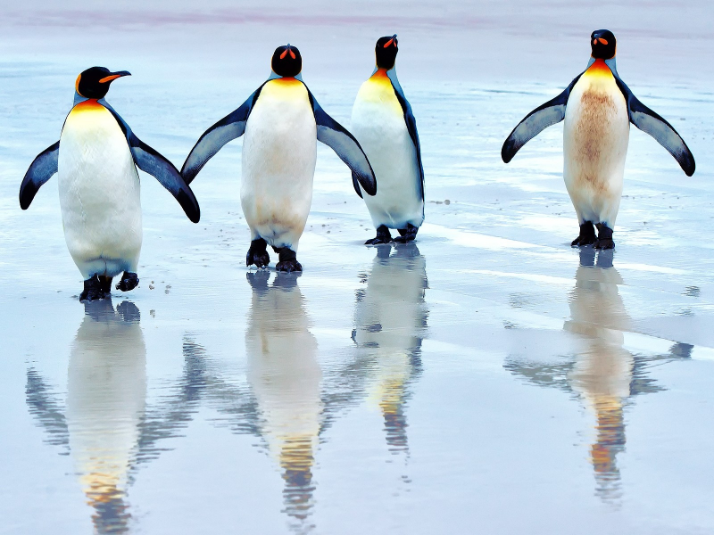 пингвины, вода