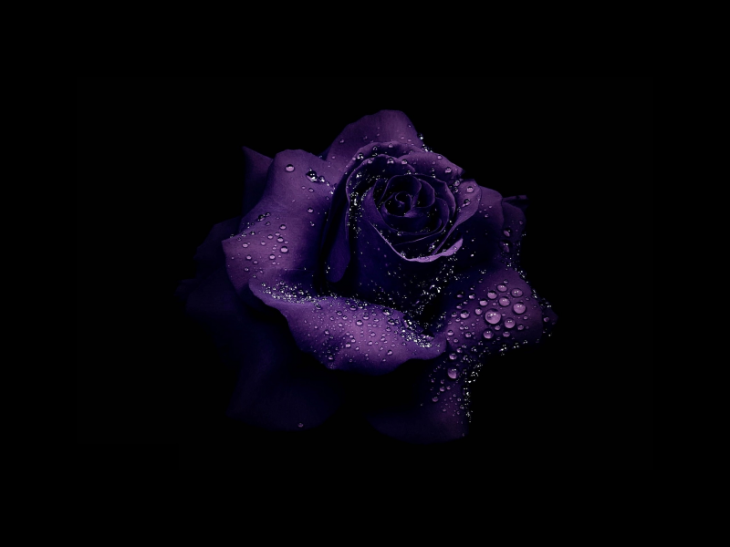 роза, фиолетовая