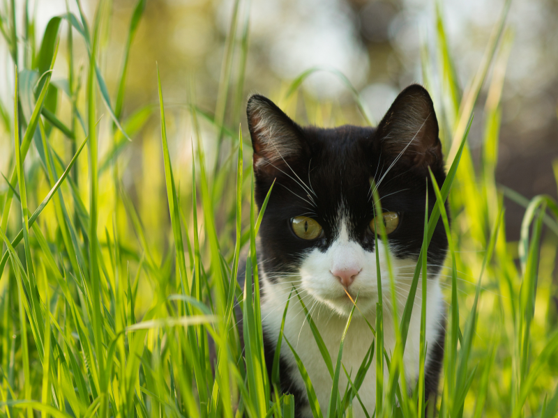 взгляд, кошка, трава, кот, черно-белый
