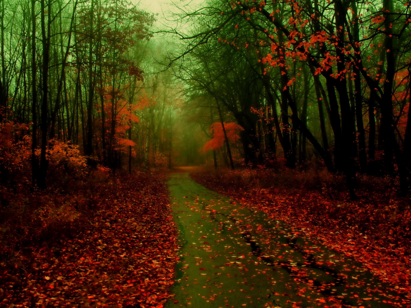 фото, природа, лес, листья, туман, осень, дорога