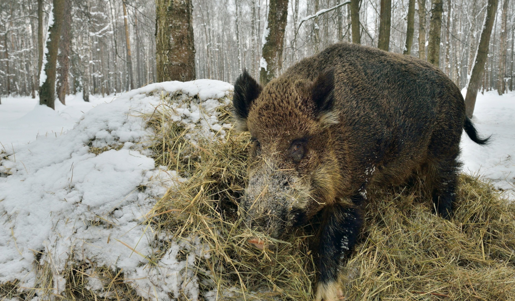 animal, животные, 2014