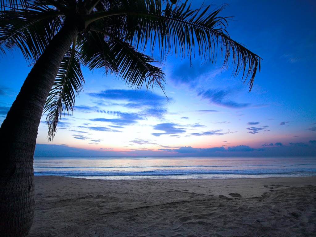 weeping palm tree, ocean, sunlight, cloudy sky , beach, tropical sunset , dawn, sea, caribbean