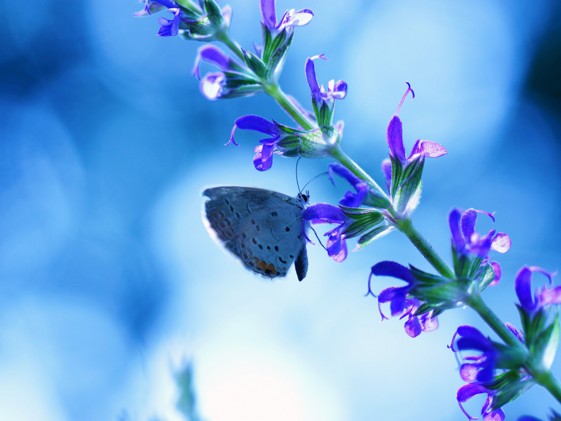 бабочка, фон, синий, блики, цветок