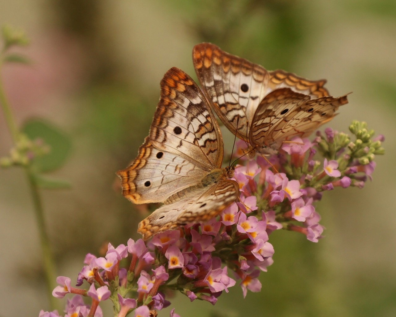 макро, цветок, white peacock butterfly, бабочки