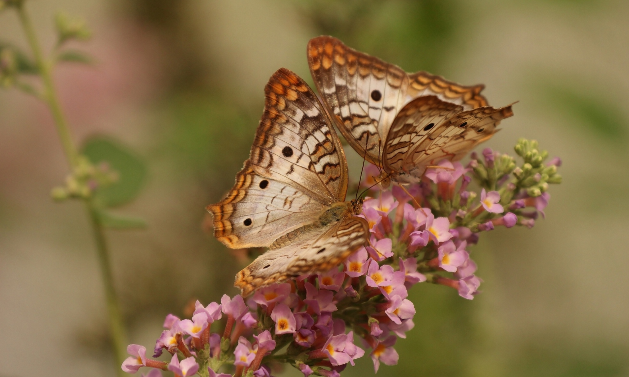 макро, цветок, white peacock butterfly, бабочки