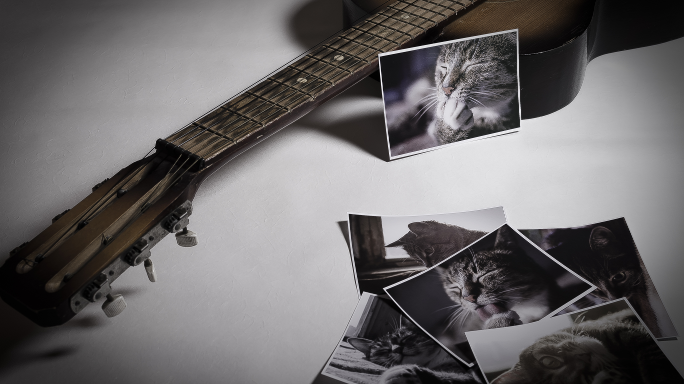 фотографии, гитара, фото, кошка, photo, guitar, cat