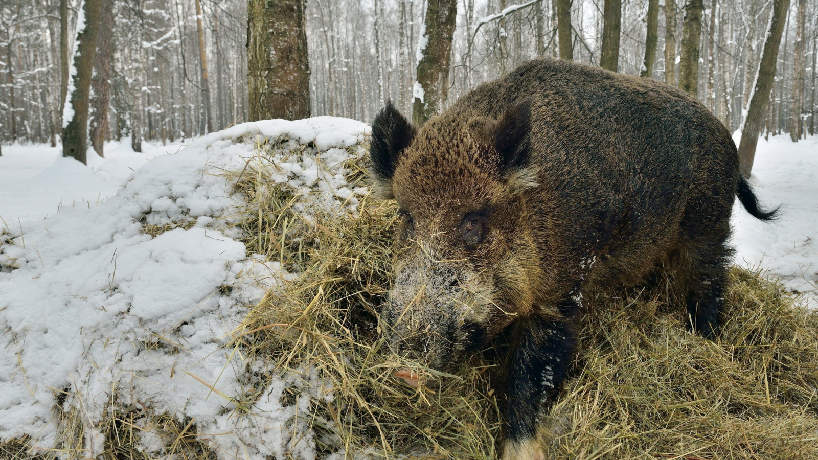 animal, животные, 2014