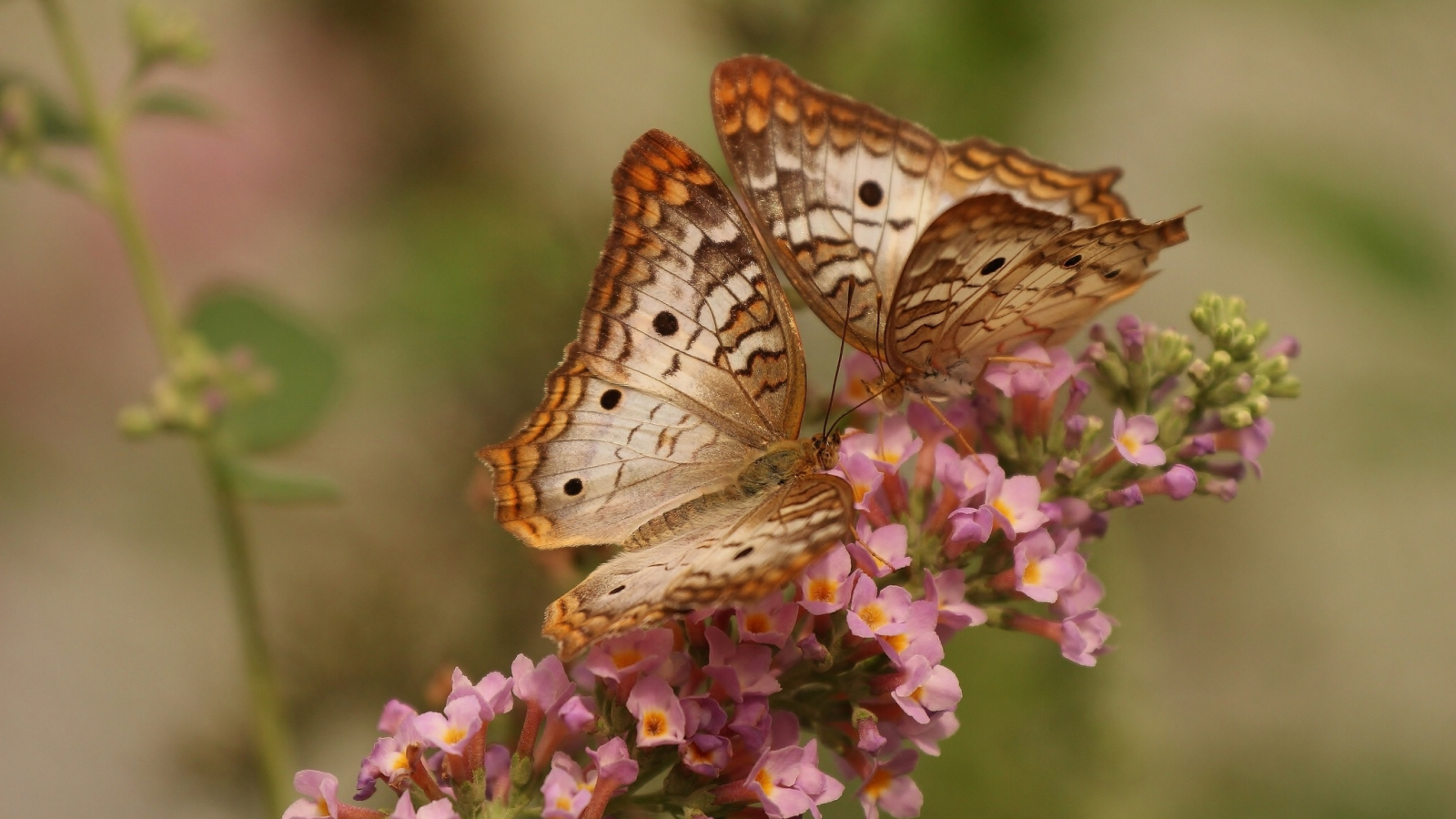 макро, цветок, white peacock butterfly, бабочки