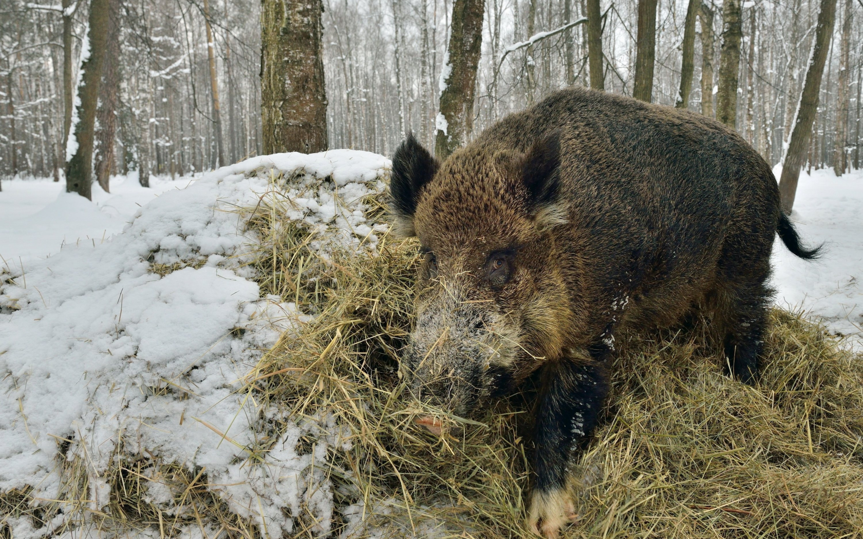 animal, животные, 2014