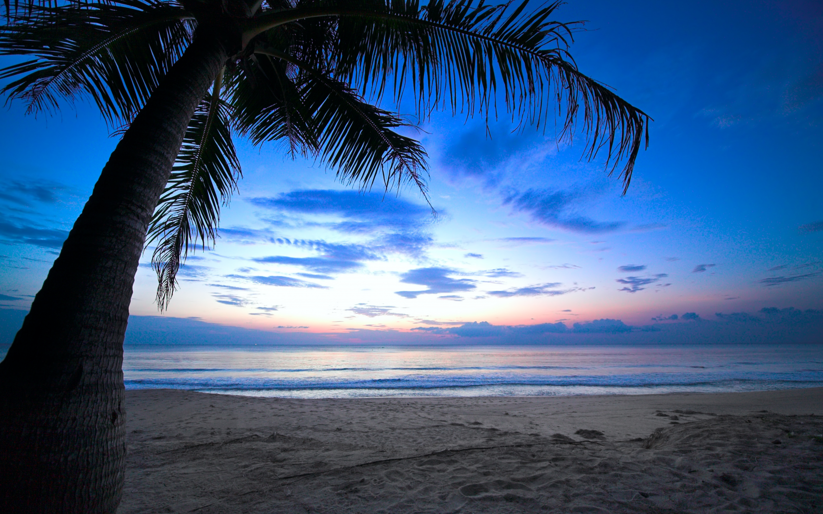 weeping palm tree, ocean, sunlight, cloudy sky , beach, tropical sunset , dawn, sea, caribbean