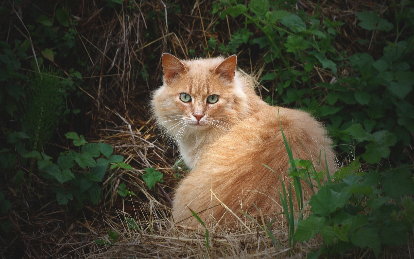 кошка, трава, взгляд, кот, пушистый, рыжий