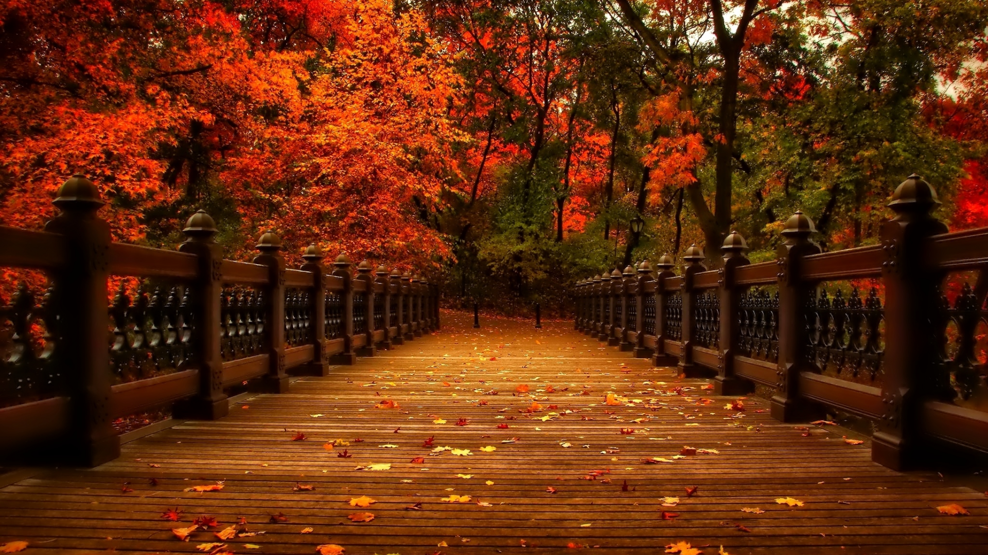 осень, природа, деревья, view, walk, autumn, листья, аллея, парк