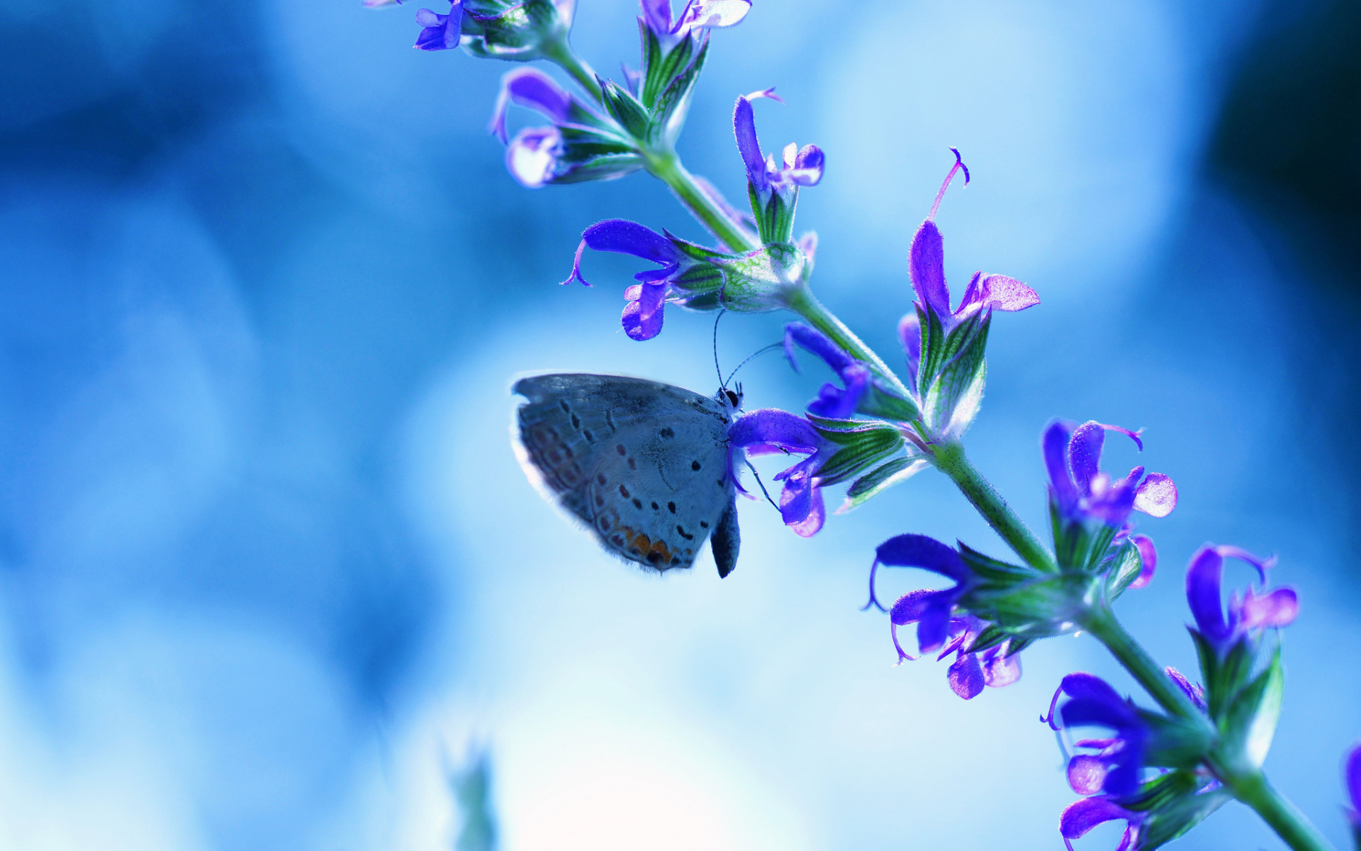 бабочка, фон, синий, блики, цветок