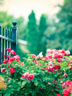 прутья, ограда, розовые, забор, розы, куст, цветы