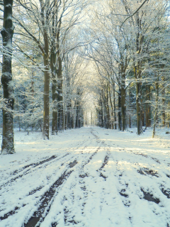 снег, зима, парк, дорога, оттепель