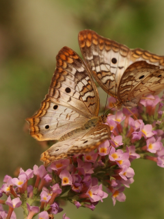 макро, цветок, white peacock butterfly, бабочки