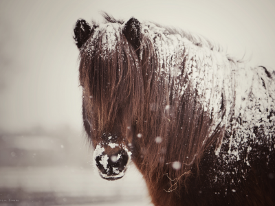 грива, снег, лошадь, конь