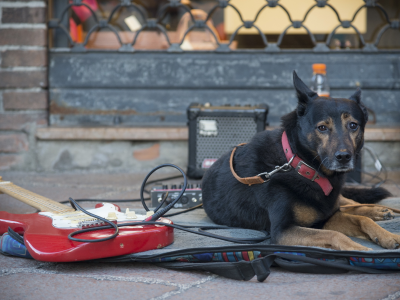 собака, улица, гитара