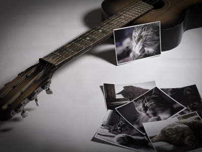фотографии, гитара, фото, кошка, photo, guitar, cat
