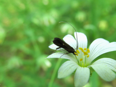 цветок, насекомое