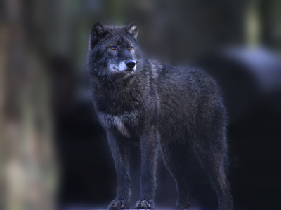 серый, стоит, смотрит, волк