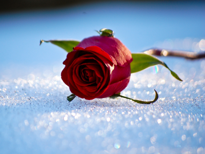 снег, зима, роза