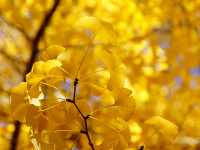 листья, желтые, дерево, осень, ветка