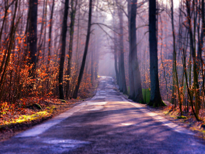 дорога, осень, лес, туман
