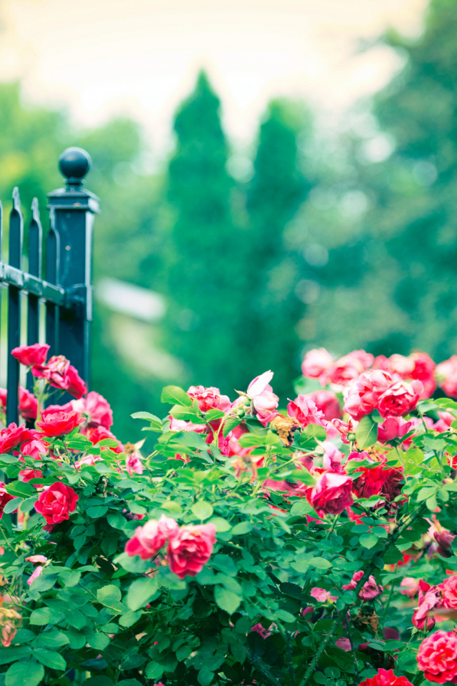 прутья, ограда, розовые, забор, розы, куст, цветы