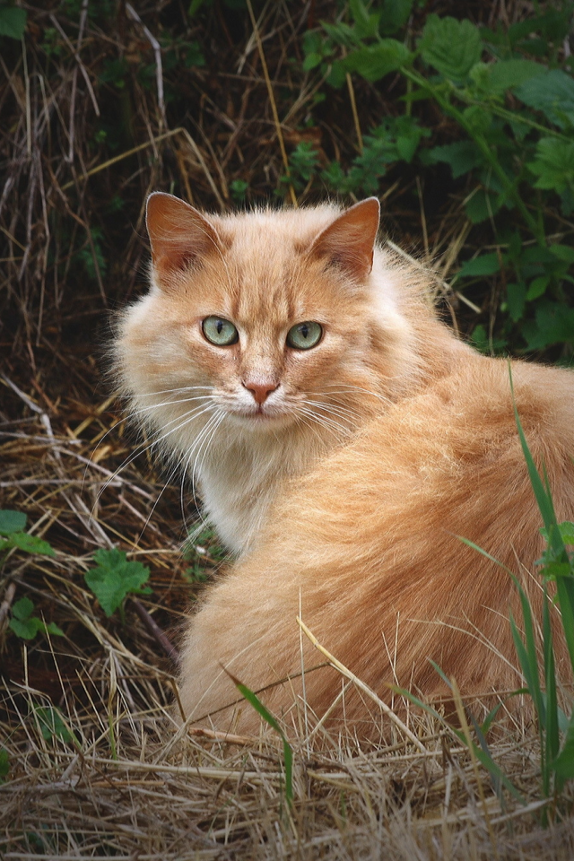 кошка, трава, взгляд, кот, пушистый, рыжий