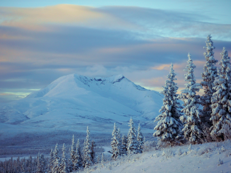 зима, снег, alaska, деревья, ели, аляска, горы