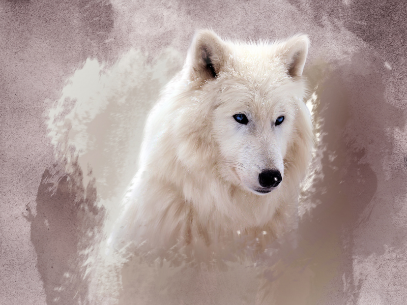 белый, глаза, морда, волк