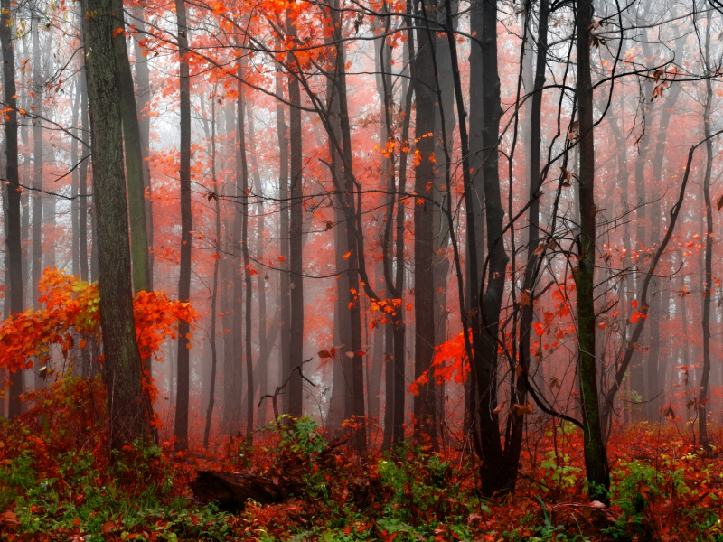 деревья, лес, туман, осень